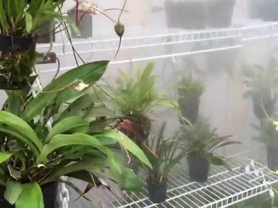 DIY Greenhouse fogger system for Orchids, Carnivorous Plants and more!