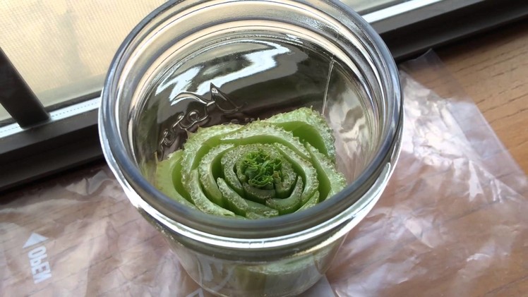 DIY Tutorial: How to Grow Celery in a Glass Jar