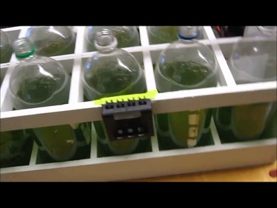 Homeade algae bio-reactor with NaOH flocculation for oil extraction