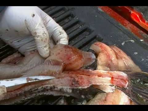 How to Fillet a Northern Pike.MP4