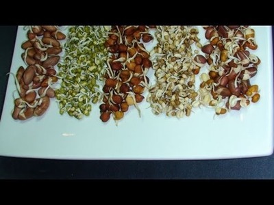 How to Sprout Beans Recipe tutorial