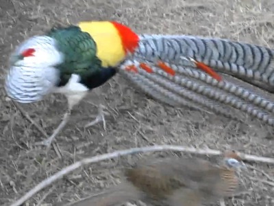 Lady Amherst Pheasant Dance - with hissing(turn up the audio)
