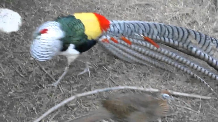 Lady Amherst Pheasant Dance - with hissing(turn up the audio)