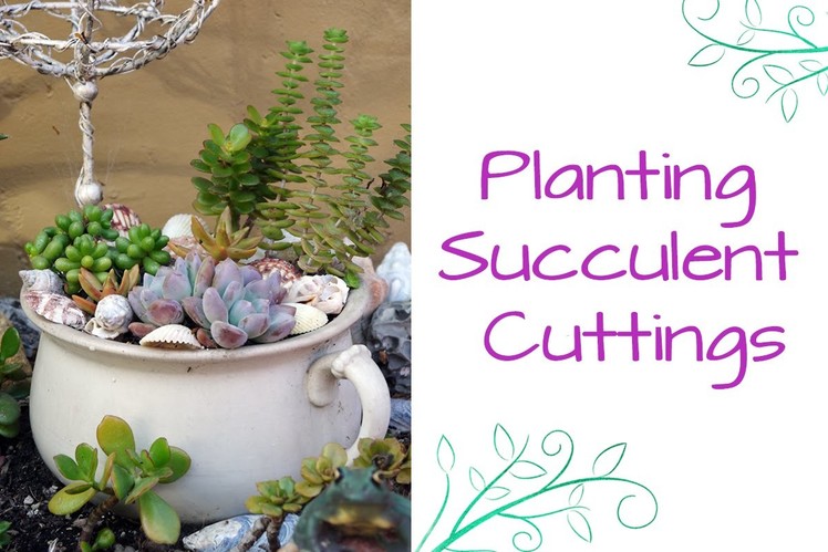 Ask Nell: Planting Succulent Cuttings
