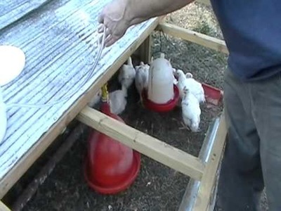 DIY Plasson Bell Waterer for Chickens with 5 GALLON BUCKET