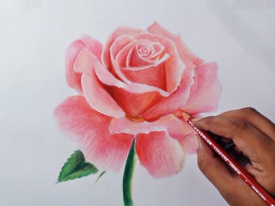 Drawing a Rose - Flower drawing series 1 - Prismacolor pencils