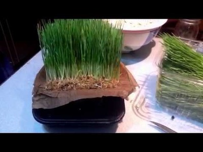 Wheat grass using organic towel paper