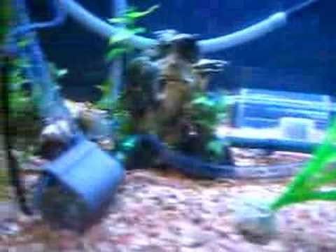Cool new way to clean fish tank