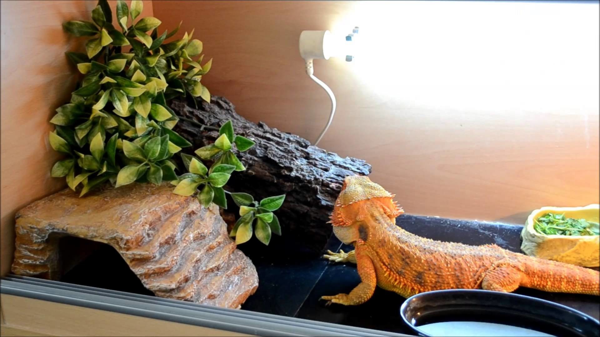 DIY, Bearded Dragon Vivarium