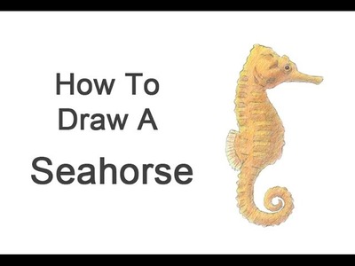 How to Draw a Seahorse