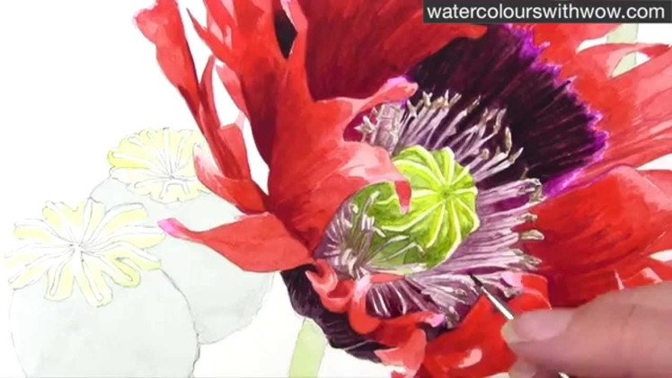 How to paint a realistic poppy centre in watercolor by Anna Mason