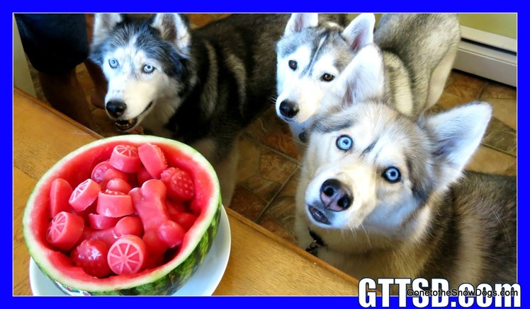 WATERMELON DOG TREAT How to make Frozen Dog Treats DIY | Snacks with the Snow Dogs 34