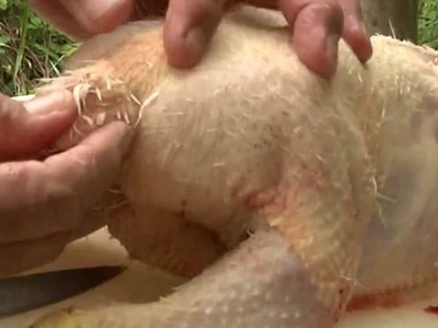 How to Slaughter and process a Chicken