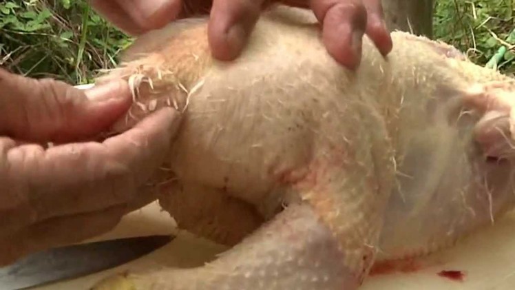 How to Slaughter and process a Chicken