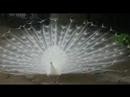 Dancing White Peacock