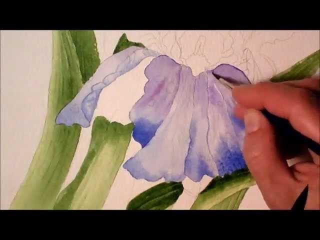 Iris in Watercolor, painting process time lapse