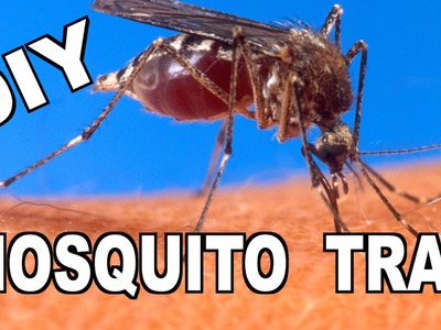 How To Make a DIY “Ovitrap" Mosquito Trap