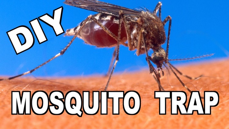 How To Make a DIY “Ovitrap" Mosquito Trap