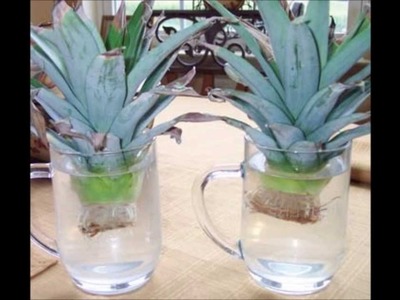 Growing Pineapple (Start to Finish)