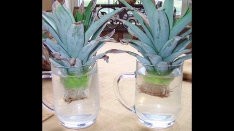 Growing Pineapple (Start to Finish)