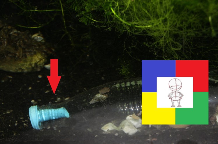 DIY Snail Trap #in 1 min. with the help of a plastic bottle and a balloon#