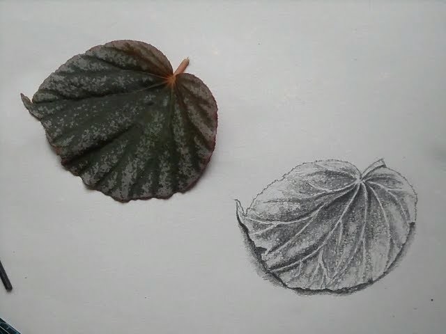 How to draw a Leaf - Pencil Drawing