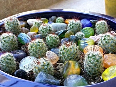 How To Safe Transplantation And Removal Of A Baby Cactus - DIY Home Tutorial - Guidecentral