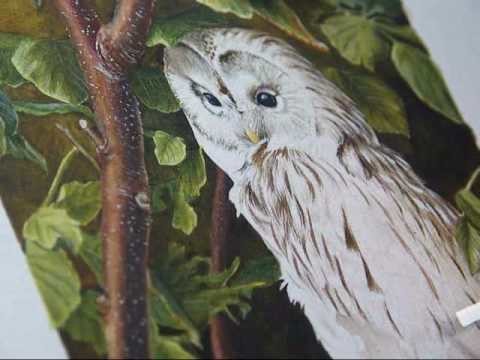 Wildlife art - owl painting in watercolour step by step demo