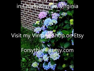 DIY Gardening How to Deadhead a Hydrangea Shrub, Pruning off last year old flowers