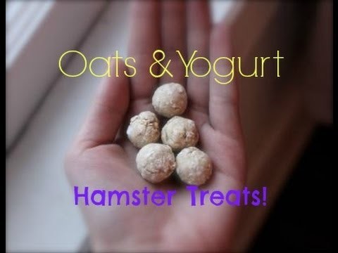 {DIY} How to Make Oats & Yogurt Hamster Treats!