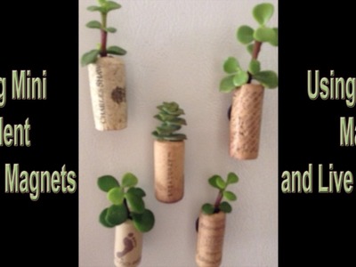 Mini Cork Succulents Fridge Magnet Tutorial DIY
