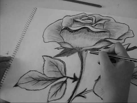 Speed drawing of a Rose