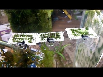 DIY: How to create a moss hanging pad AKA moss ledge, saving space & growing moss faster.