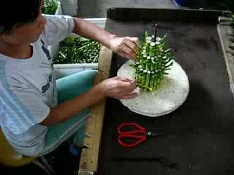 How a lucky bamboo tower be made