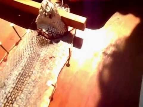 How to skin a rattlesnake (head on) the easy way (part 1 of 2)