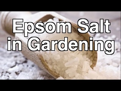 Is Epsom Salt Beneficial for Organic Gardening?