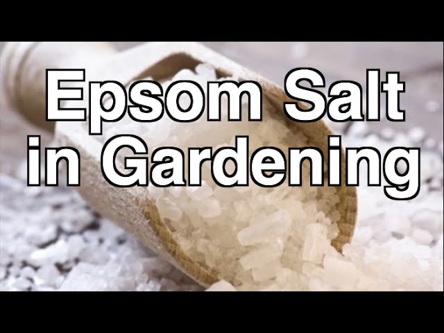 Is Epsom Salt Beneficial for Organic Gardening?