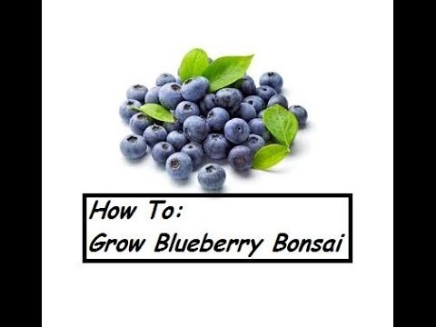 How To: Growing a Blueberry Bonsai Bush