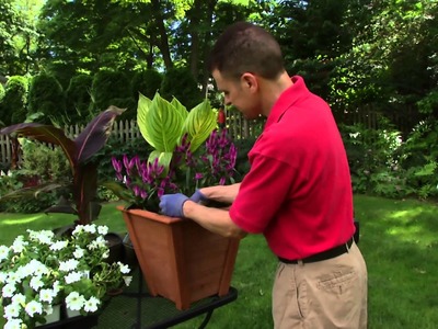 How to Build the Perfect Container Garden featuring Tropicanna canna