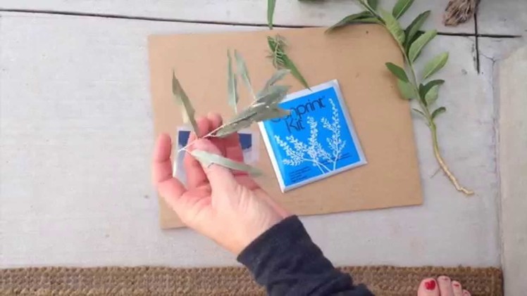 How to make a Cyanotype or Sun Print using already prepared paper or a kit