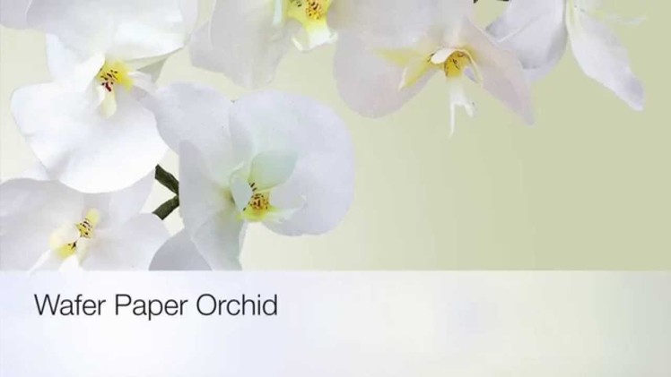 Wafer Paper Orchid - Phaleanopsis by ChokoLate (TRAILER)
