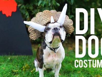 DIY COSTUMES FOR YOUR PET