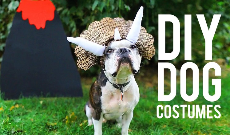 DIY COSTUMES FOR YOUR PET