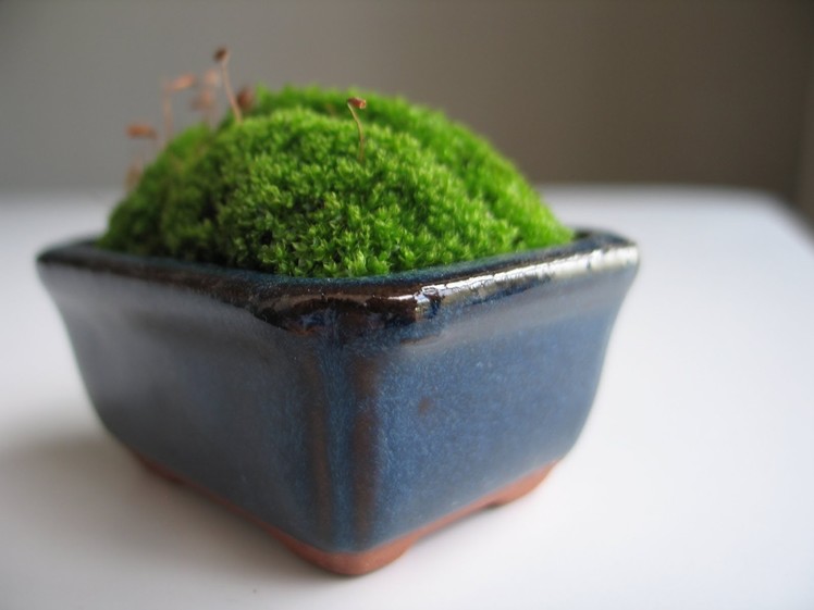 How to Make a Moss Pot: Emmymade
