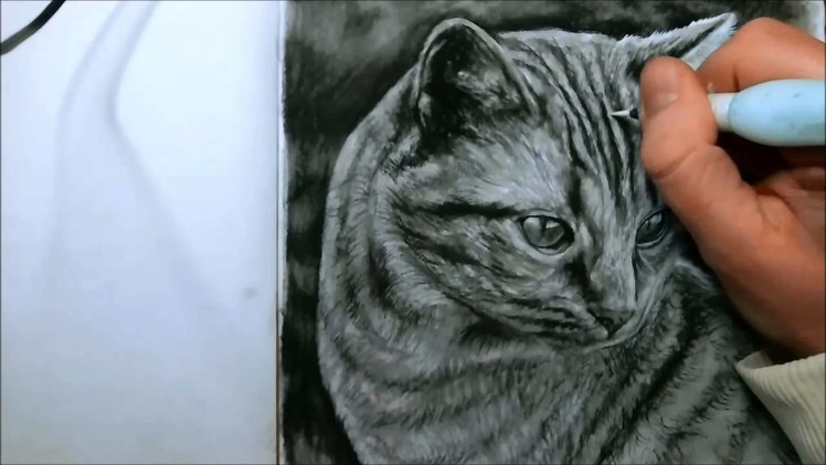 HYPERREALIST CAT DRAWING