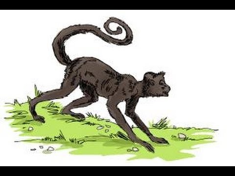 How to draw a Spider Monkey