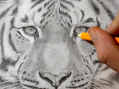 How to Draw a Tiger - Realistic Pencil Drawing