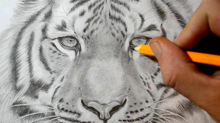 How to Draw a Tiger - Realistic Pencil Drawing