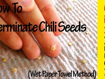 How To Germinate Chili Seeds (Wet Paper Towel Method)