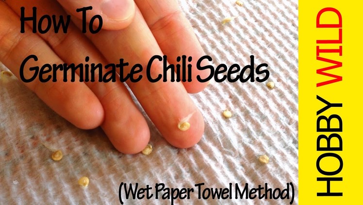 How To Germinate Chili Seeds (Wet Paper Towel Method)